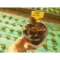 ราคา ต้นพันธุ์ ผักสลัดเรดโอ๊ค Red Oak Lettuce พร้อมปลูกถุงดำ 29 บาท Red Oak (27530485841)