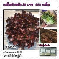ราคา เมล็ดสลัดเร็ดโอ๊ค เรดโอ๊ค Red Oak ถูกสุด 500 เมล็ด มีคู่มือ (2736591868)