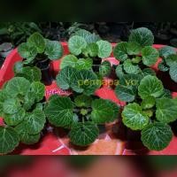 ราคา บีโกเนีย บีโกเนียใบสตรอเบอรี่ ไม้ประดับใบสวยๆ พร้อมส่ง (4382449439)