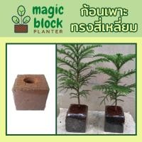ราคา Magicblock ส20.20 ก้อนเพาะปลูกมหัศจรรย์ ขนาด 20*20*20 cm (5833788385)