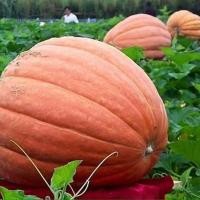 ราคา 10 เมล็ด ฟักทองยักษ์ พันธุ์ แอตแลนติก ให้ได้ผลใหญ่ยักษ์ Atlantic Giant Pumpkin (43973776299)