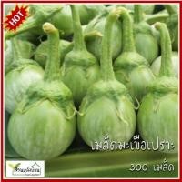 ราคา 300 เมล็ด มะเขือเปราะ เมล็ดมะเขือเปราะ มะเขือ เมล็ดมะเขือ มะเขือเจ้าพระยา (29627069866)