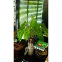 ราคา ต้นฟิโลเดนดรอน (Philodendron) (55809662730)