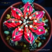 ราคา ยิมโนด่าง GYmno variagata seedings ขนาดกระถาง 3 นิ้ว (จัดส่งทั้งกระถาง) กระบองเพชร Cactus ต้นไม้สวยงาม (22820325807)