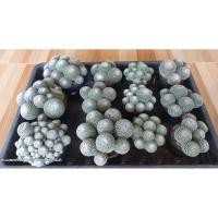 ราคา แมมนกฮูก ไม้เมล็ด แตกกอธรรมชาติ (Mammillaria microthele ) กอใหญ่ๆ ขอดูรูปเพิ่มเติมได้นะคะ (29664263964)