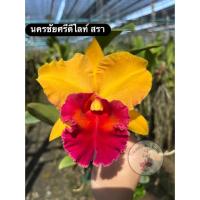 ราคา กล้วยไม้แคทลียา แคทลียา นครชัยศรีดีไลท์ ต้นสรา ต้นพร้อมให้ดอก กล้วยไม้ ต้นกล้วยไม้ แคทรียา (15110607574)