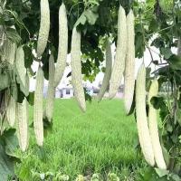 ราคา เมล็ดมะระขาว เมล็ดพันธุ์มะระจีนขาว White Bitter Gourd Seeds 10เมล็ด/แพ็ค ของแท้ 100% ปลูกง่าย อัตรางอกสูง ผลผ (53960730893)