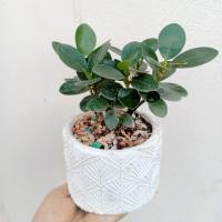 ราคา ต้นช้อนเงินช้อนทอง(Banyan Tree)ไม้มงคลเสริมโชคลาภต้นไม้บอนไซ (17821429684)