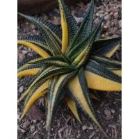 ราคา ม้าเวียนด่าง หรือ Haworthia limifolia (28856855546)