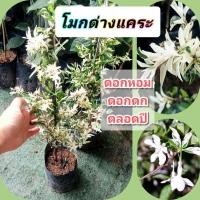 ราคา ต้นโมกด่าง,โมกด่างแคระแบบปักชำกิ่งต้นสูง40-50 cmดอกหอมชื่นใจ (41574531550)