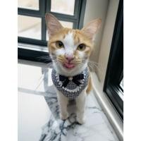 ราคา ปลอกคอน้องหมา น้องแมว ปลอกคอคุณหนู ผ้าพันคอน้องหมาน้องแมว (24624920885)