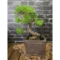 ราคา สนดำญี่ปุ่นKoromutsu black pine (15588226697)