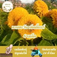 ราคา เมล็ดพันธุ์ ทานตะวัน เทดดี้แบร์ 6 เมล็ด Teddy Bear Sunflower seed เมล็ดพันธุ์แท้ นำเข้าจากต่างประเทศ ทานตะวันแคระ ขายดี (29852155793)