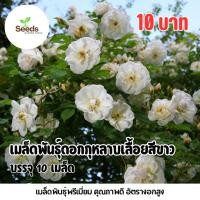 ราคา เมล็ดพันธุ์ ดอกกุหลาบเลื้อยสีขาว บรรจุ 10 เมล็ด (44073814847)