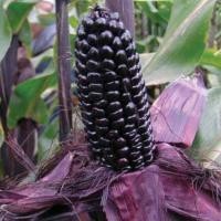 ราคา เมล็ดข้าวโพดม่วง Purple Corn Seeds งอกสูงข้าวโพดม่วง เมล็ดข้าวโพดสีม่วง เมล็ดข้าวโพด เมล็ดข้าวโพดงอกสูง (53051498243)