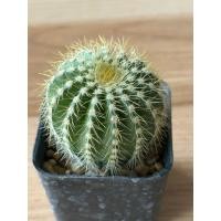 ราคา แคคตัสกลีบมะเฟืองทอง(Parodia schumanniana) ขนาดกระถาง 2 นิ้ว ภาพสุดท้ายเป็นตัวอย่างดอก (57212413436)