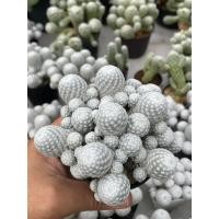 ราคา แมมลูกกอล์ฟ Mammillaria Humboldtii ฟอร์มกอน่ารักๆดอกสีชมพู กระบองเพชร แคคตัส ราคาเบาๆ (16182895234)