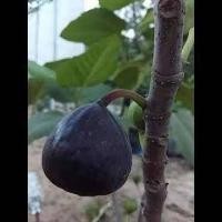 ราคา 10 เมล็ด มะเดื่อฝรั่ง Figs สายพันธุ์ Iraqi Fig มะเดื่อฝรั่ง หรือ ลูกฟิก (56709085461)