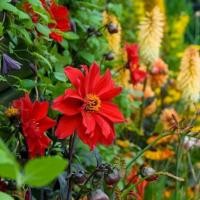 ราคา 20 เมล็ด ดอกรักเร่ รักเร่ ดาห์เลีย Dahlias สายพันธุ์ Bishop of Llandaff (43422790628)