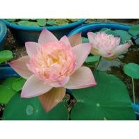 ราคา บัวหลวงSuperLotus.บัวหลวงนำเข้ากลีบดอกซ้อนฟูสีชมพูอ่อนๆเป็นบัวที่มีเสน่ห์*ขายสายพันธุ์เป็นแบบไหลเช่นตัวอย่างในรูป (57006572781)