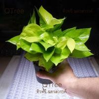 ราคา พลูด่างราชินีสีทองผ่องอำไพในกระถาง4"พลูด่างสีทอง (7755451580)