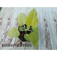 ราคา ฟิโลเดนดรอน มะละกอสีทอง (11868345178)