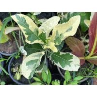 ราคา หนานเฉาเหว่ย(Bitterleaf Variegated) (41323493403)
