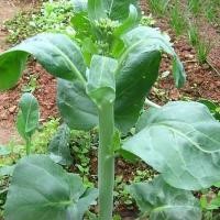 ราคา top kale seeds about 200 Chinese kale seeds เมล็ดผักคะน้าปลูกผักสวนครัว ผลผลิตสูง (53851518517)