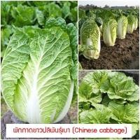 ราคา เมล็ดพันธุ์ ผักกาดขาวปลีพันธุ์เบา (Chinese cabbage) 200 เมล็ด ปลูกง่าย ปลูกได้ทั่วไทย ต้นไม้มงคล ต้นไม้ประดับ ผักสวนครัว (13950885376)