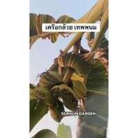 ราคา ต้นกล้วยเทพพนม พันธุ์ดี (จำนวน 5 ต้น) เป็นต้นจากแล็บเพาะเลี้ยงเนื้อเยื่อ ปลอดโรคตายพราย (58062182537)