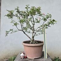 ราคา บอนไซเชอรี่แคระ #Dangbonsai (40330647978)