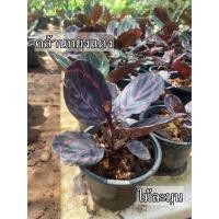 ราคา คล้านกยูงแดง Calathea roseopicta (4785455117)
