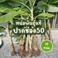 ราคา [10หน่อ]หน่อกล้วยน้ำว้า พันธุ์ปากช่อง50 โตไว ลูกดก เนื้อแน่น เครือใหญ่ แตกหน่อไว ลดภาษี ที่ดิน รกร้าง ดีกว่า กล้วยตานี ป (5387629638)