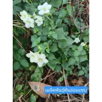 ราคา เมล็ดพันธุ์ต้นอ่อมแซบ ต้นตำลึงหวาน ต้นเบญจรงค์5สี ต้นบุษบาริมทาง Chinese Violet Seedsบรรจุในถุงซิปล็อค จำนวน 5 เมล็ด (47706863839)