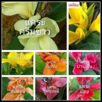 ราคา พุทธรักษาแคระ 8สีให้เลือก ไม้มงคล หน่อ เหง้า ต้น หน่อ เหง้า พุทธรักษา (19000079069)