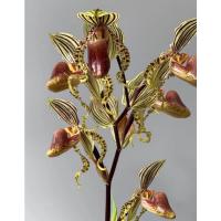 ราคา Paphiopedilum supardii รองเท้านารี สุภาดิอาย กล้วยไม้รองเท้านารีหายากที่นักสะสมต้องมี (49606390029)