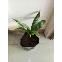 ราคา ต้นมะพร้าวน้ำหอมใบเตยต้นเตี้ยสูง50-65ซม.(ต้นสวย ราคาถูก)แนะนำร้านใหม่ครับ (50202651512)