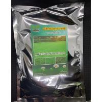 ราคา เกรดพรีเมี่ยม 1 ปอนด์ เมล็ดหญ้าเบอร์มิวด้า Bermuda Grass หญ้าปูสนาม สนามหญ้า พืชตระกูลหญ้า เมล็ดพันธ์หญ้า ปูหญ้า ปูสนาม (22174253134)