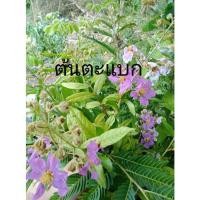 ราคา ต้นตะแบก สูง50-70ซม. (11873762822)