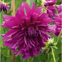 ราคา 1 หัว รักเร่ Dahlia สายพันธุ์ Purple Plate หัวรักเร่ ดอกดาร์เลีย (8515536143)