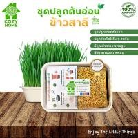 ราคา ชุดปลูกต้นอ่อนข้าวสาลี ต้นอ่อนออร์แกนิก Microgreen สำหรับคนรักสุขภาพ ชุดปลูกไมโครกรีนปลูกง่ายโตไว (17806779193)
