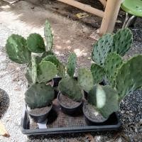 ราคา โอพันเทีย Old Mexico โอล เม็กซิโก หรือโอพันเทียเกเม่ (แบบเป็นต้น2-3ใบ แก่ๆๆเลยจร้า) กระบองเพชรกินได้ ใบ กินผลได้ (27511306124)
