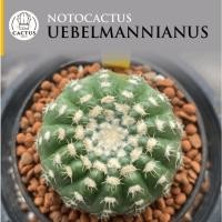 ราคา Notocactus uebelmannianus โนโตแคคตัส อูเบลมันเนียนัส ไม้เมล็ด (56301241808)