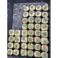 ราคา Gymnocakycium baldianum บัลเดียนั่ม (10521217111)