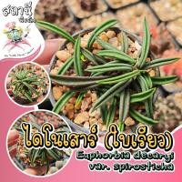 ราคา ยูโฟเบียไดโนเสาร์ใบเรียว Euphorbia decaryi var. spirosticha กระบองเพชร ไม้อวบน้ำ succulent แคคตัส cactus (48807930492)