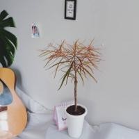ราคา หูกระจงแดง(ต้นไม้ประดับ) (5243143520)
