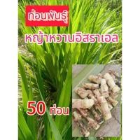ราคา ท่อนพันธุ์หญ้าหวานอิสราเอล (24820732035)