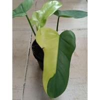 ราคา ฟิโลเดนดรอนไวโอลินด่าง (Philodendron Violin Variegated) (42117045362)