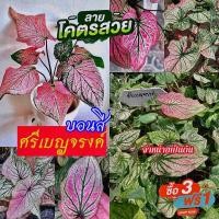 ราคา (1กระถาง)(ขาย ต้นพันธุ์) ต้น ศรีเบญจรงค์ ศรี เบญจรงค์ บอนสี ต้นบอนสี / เกษตรบ้านสวน (13049810830)