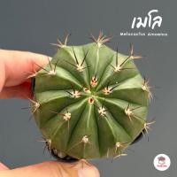 ราคา เมโลแคคตัส Melocactus Amoenus แคคตัส กระบองเพชร cactus&succulent (10667072705)